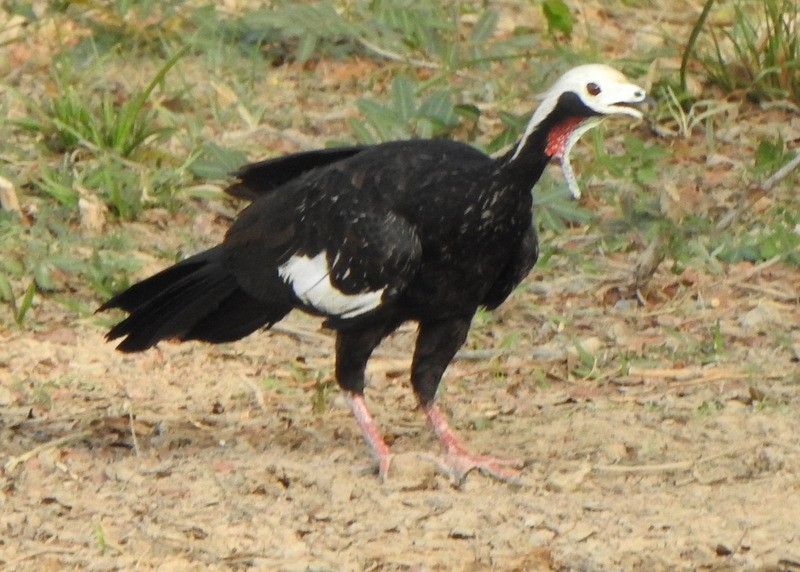 Red-throated Piping-Guan - ML641892667
