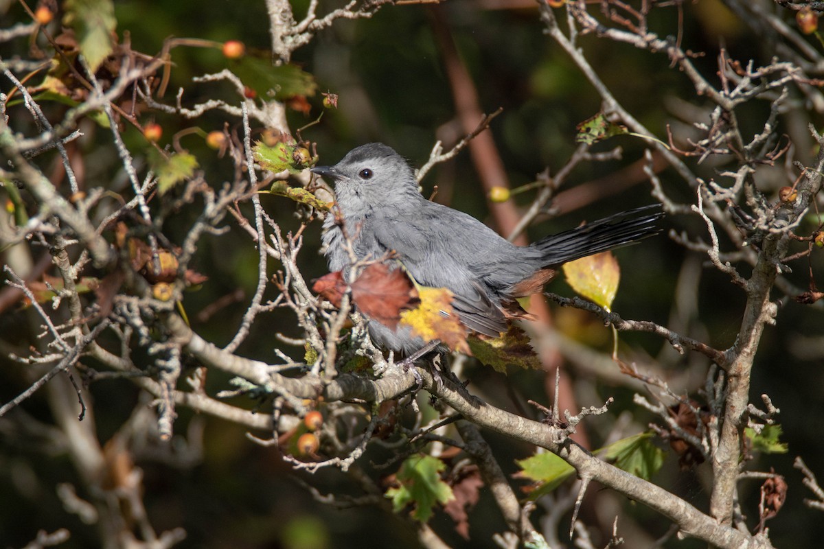 Gray Catbird - ML641892672