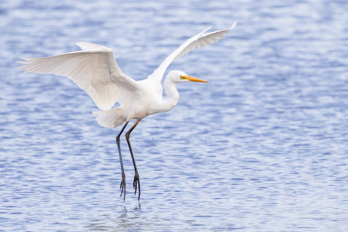 Great Egret - ML641892684