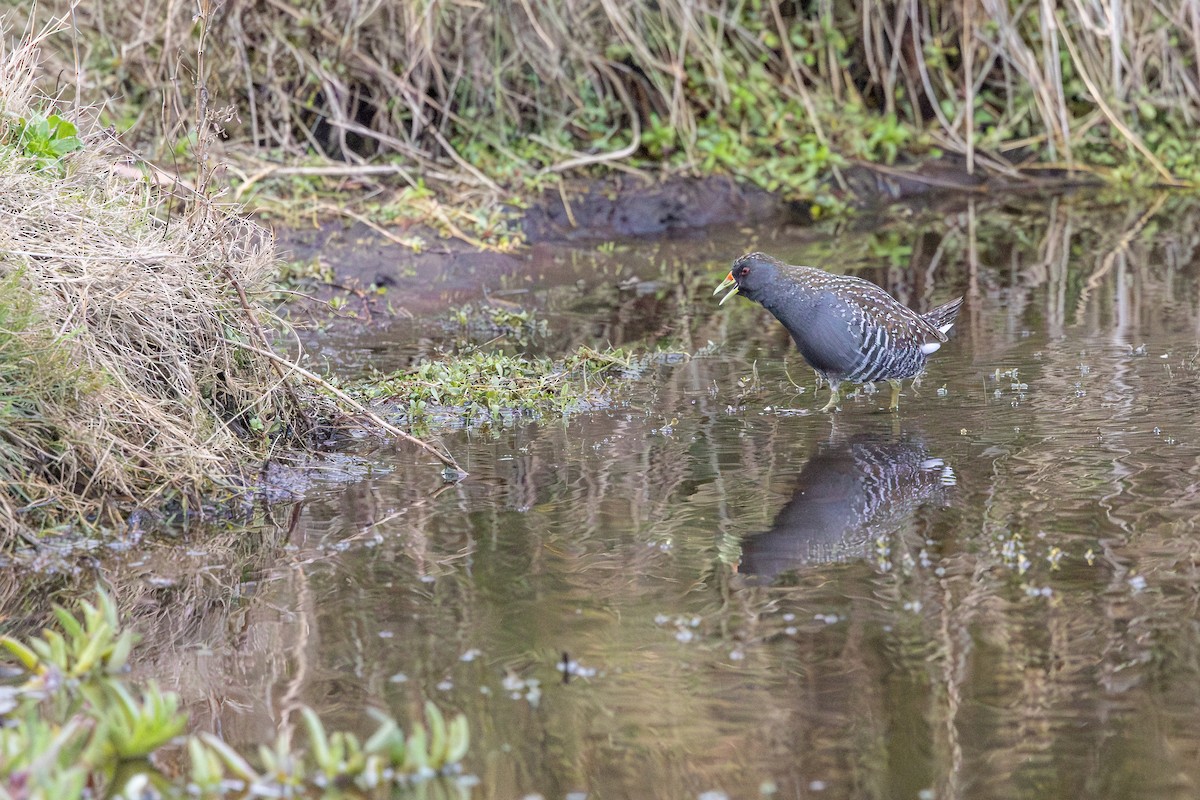 Australian Crake - ML641892689