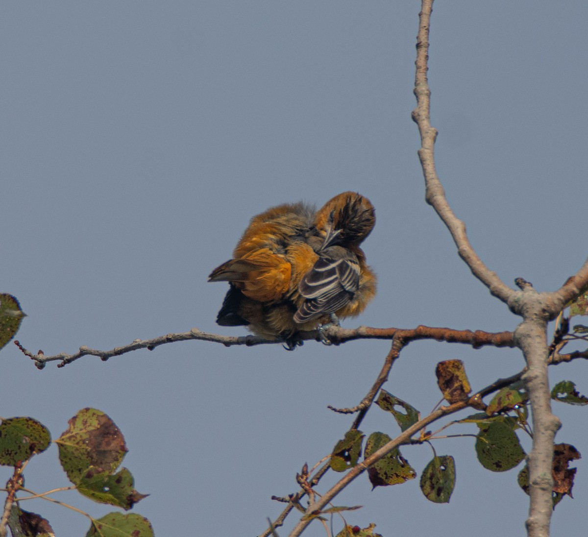 Baltimore Oriole - ML641892690