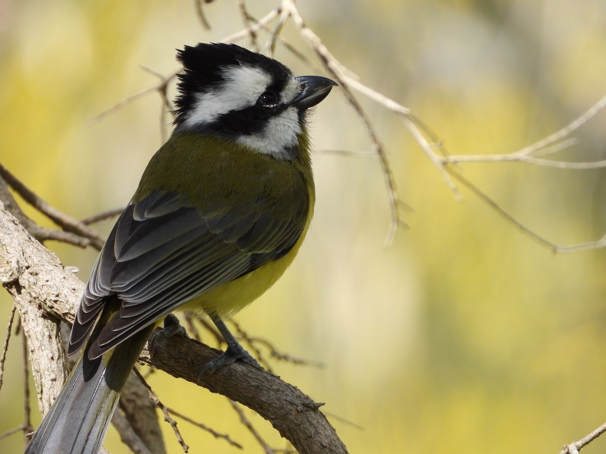 Eastern Shrike-tit - ML641892700