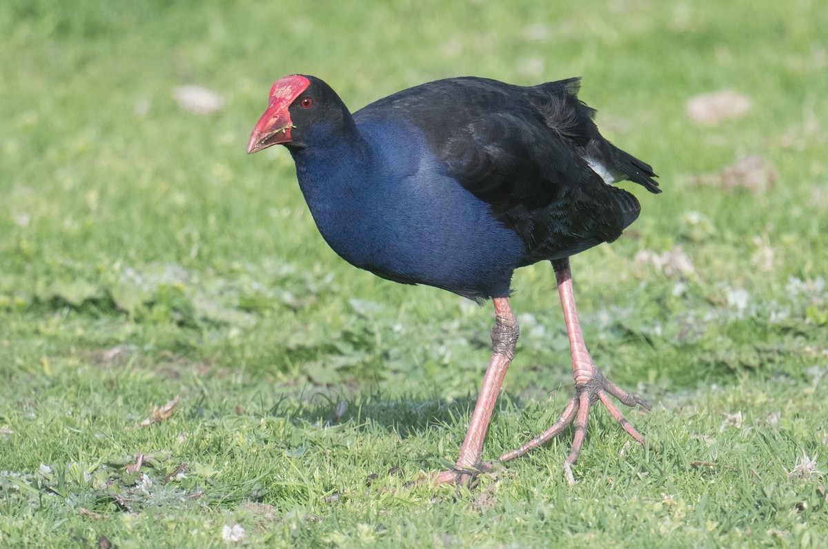 Australasian Swamphen - ML641892705