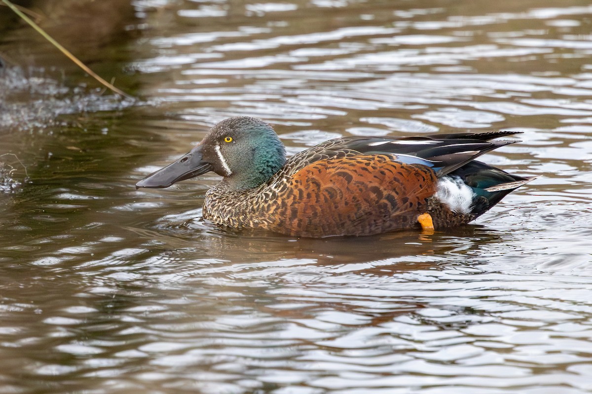 Australasian Shoveler - ML641892711