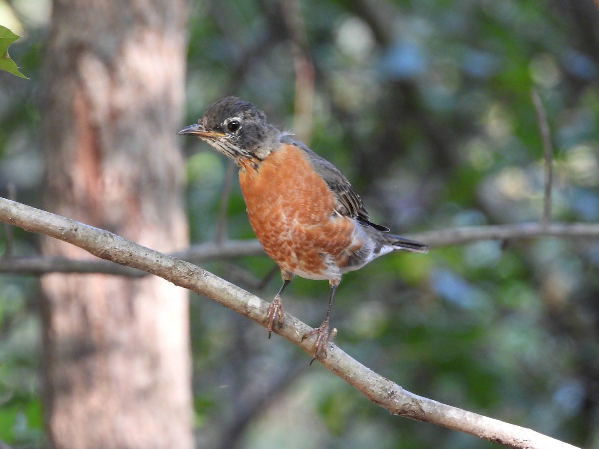 American Robin - ML641892728