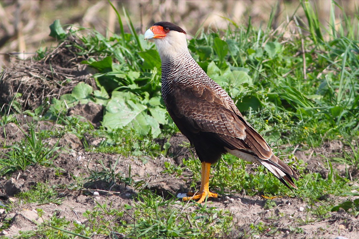 Crested Caracara - ML641892729