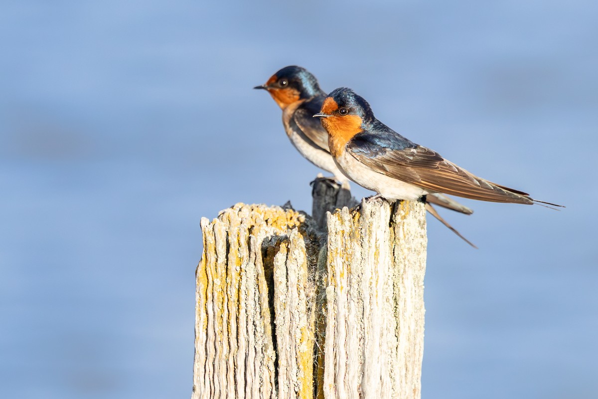 Welcome Swallow - ML641892732