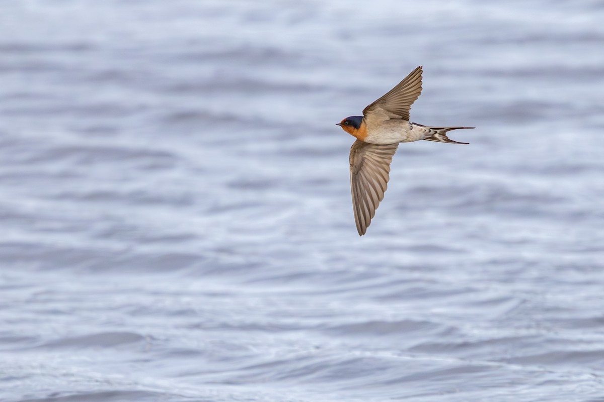Welcome Swallow - ML641892733