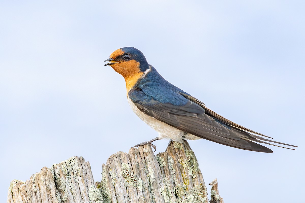 Welcome Swallow - ML641892734