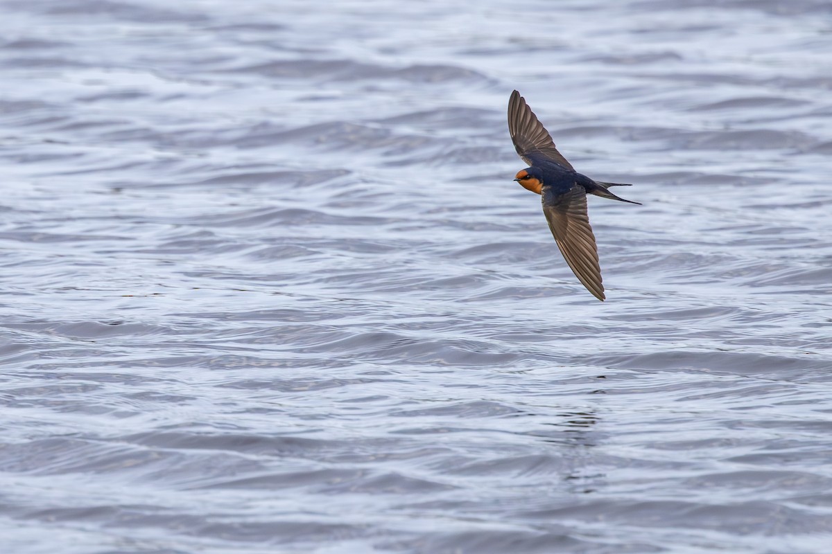 Welcome Swallow - ML641892735