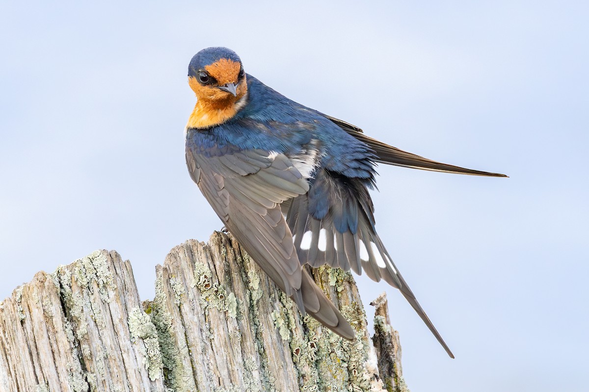 Welcome Swallow - ML641892736