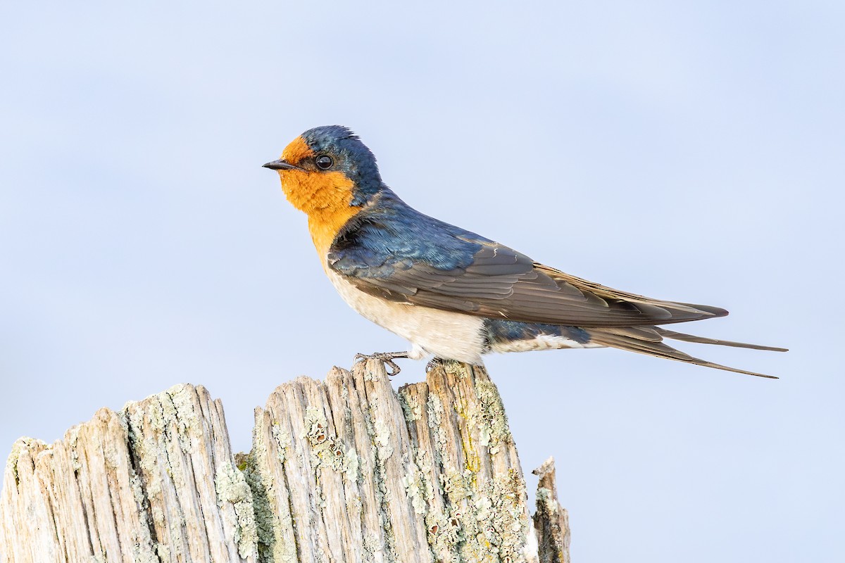 Welcome Swallow - ML641892737