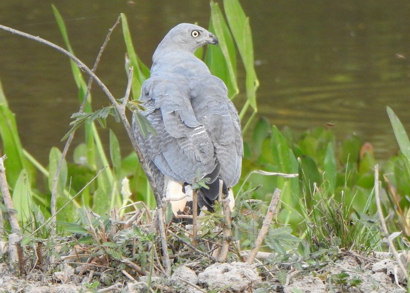 Crane Hawk - ML641892738