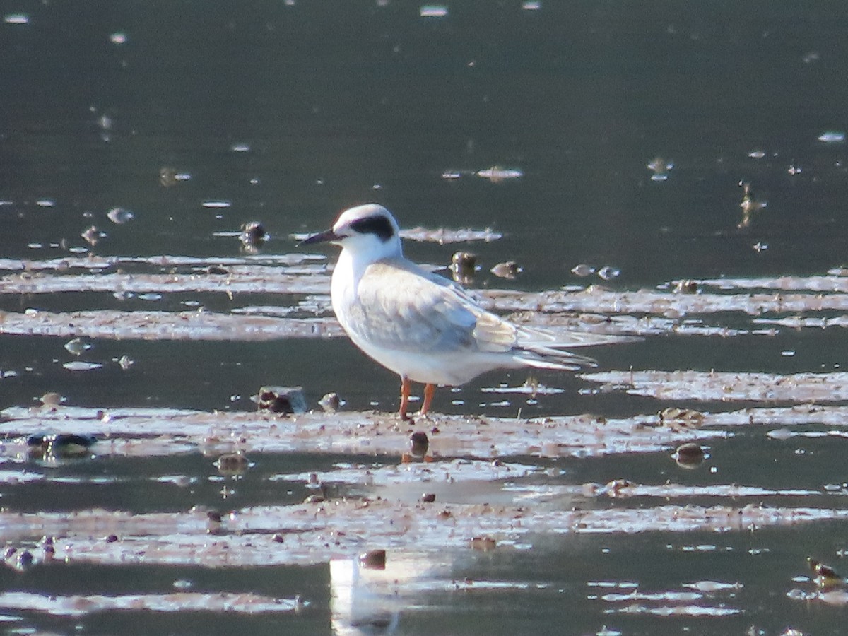 Forster's Tern - ML641892741