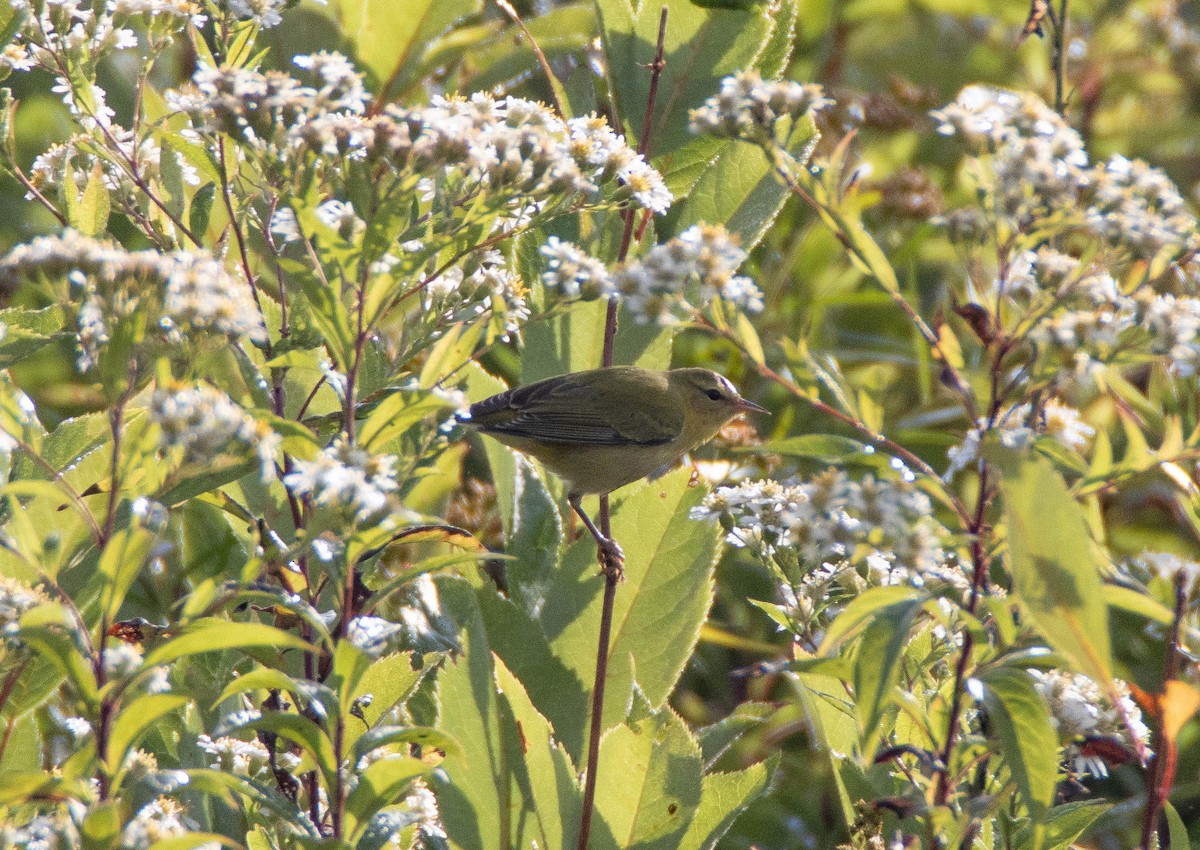 Tennessee Warbler - ML641892742