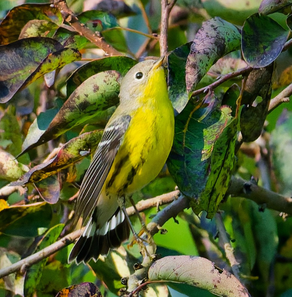 Magnolia Warbler - ML641892745