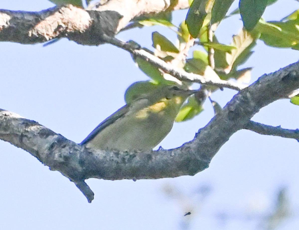 Tennessee Warbler - ML641892746