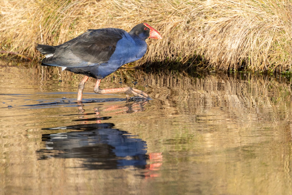 Australasian Swamphen - ML641892747