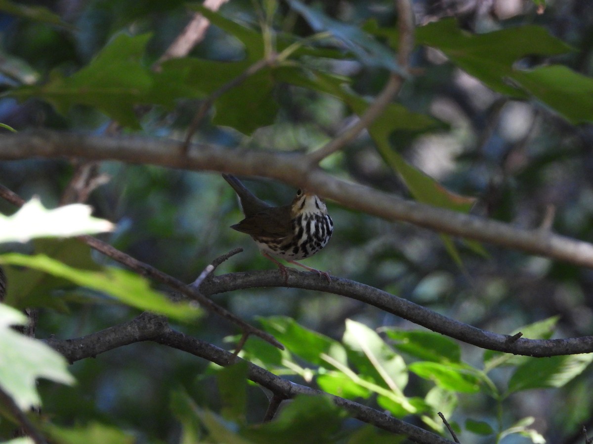 Ovenbird - ML641892748