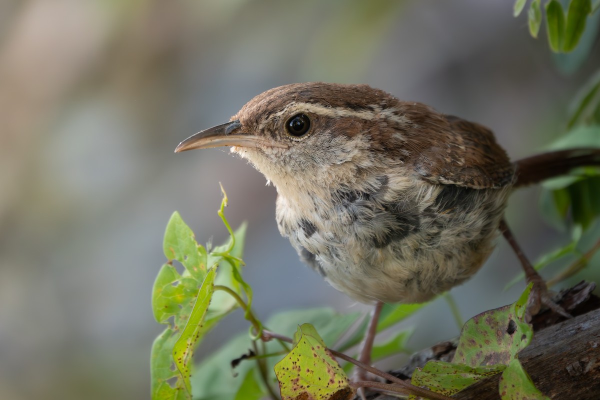 Carolina Wren - ML641892750