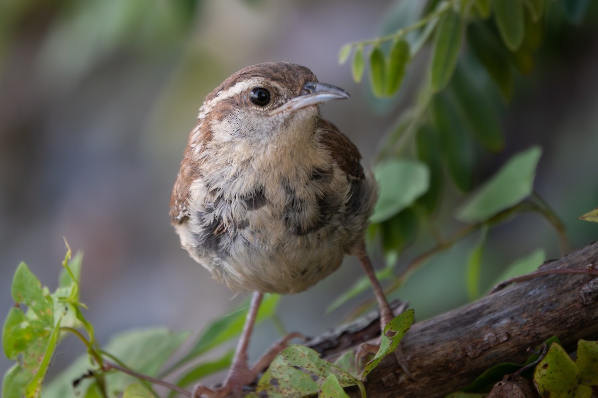 Carolina Wren - ML641892751
