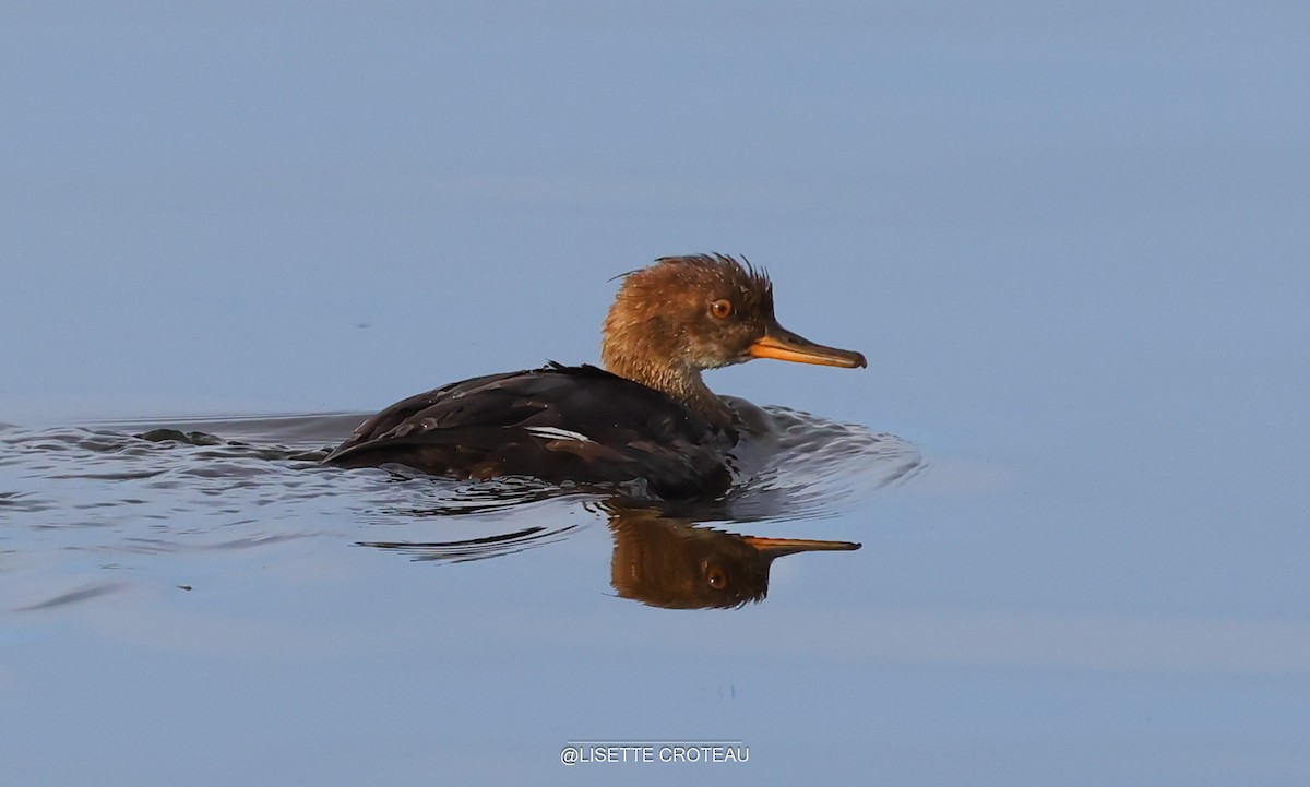 Hooded Merganser - ML641892752