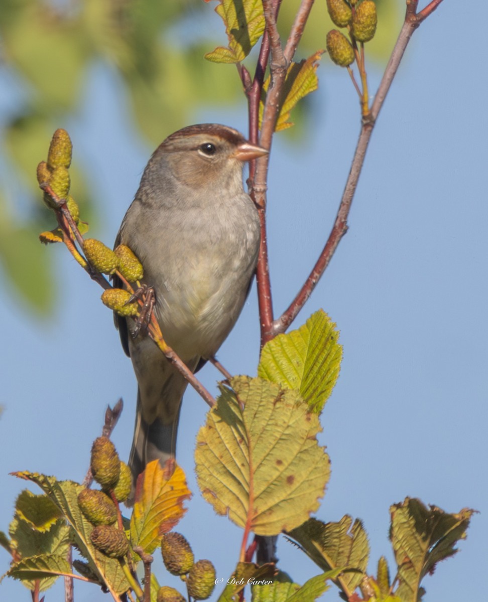 White-crowned Sparrow - ML641892756