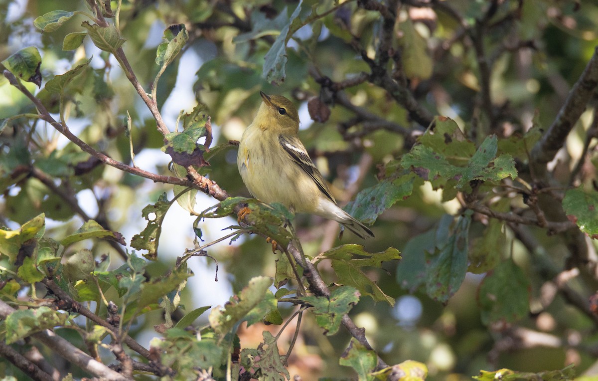 Blackpoll Warbler - ML641892759