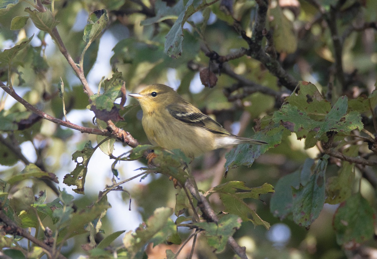 Blackpoll Warbler - ML641892760