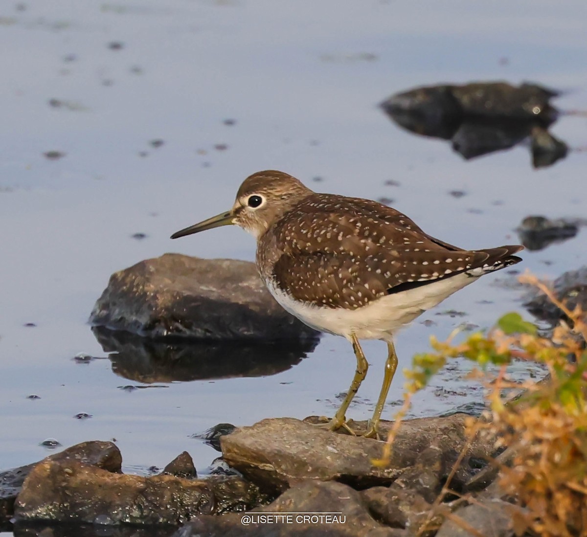Solitary Sandpiper - ML641892762