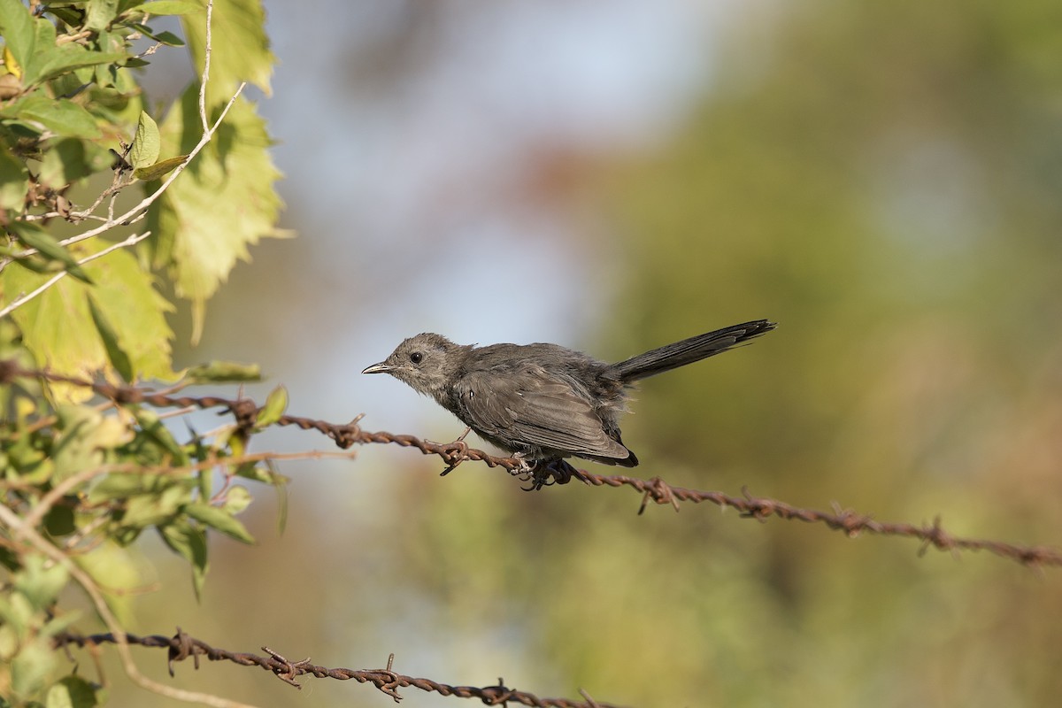 Gray Catbird - ML641892766