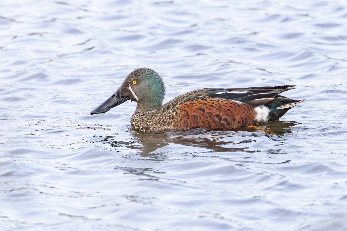 Australasian Shoveler - ML641892777