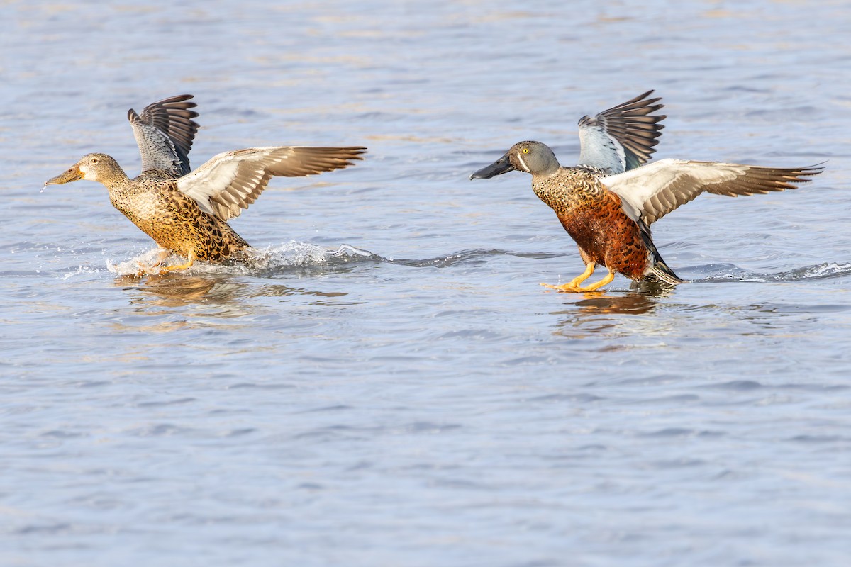 Australasian Shoveler - ML641892778