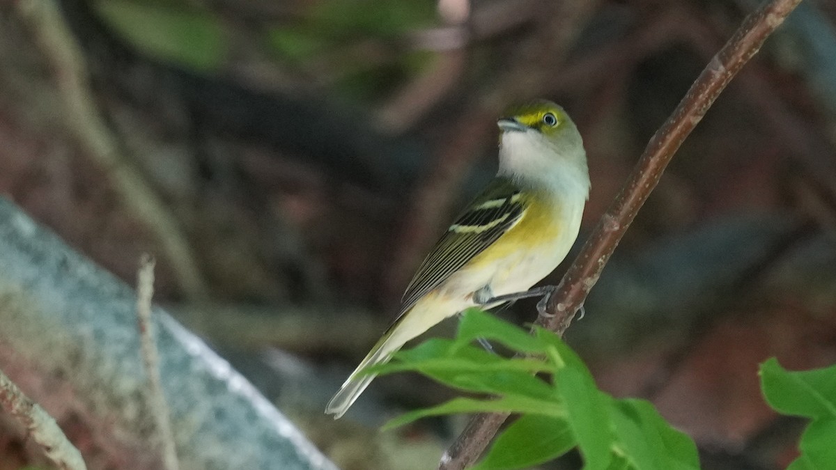 White-eyed Vireo - ML641892781