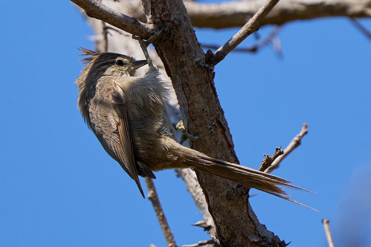 Tijeral Copetón - ML641892782