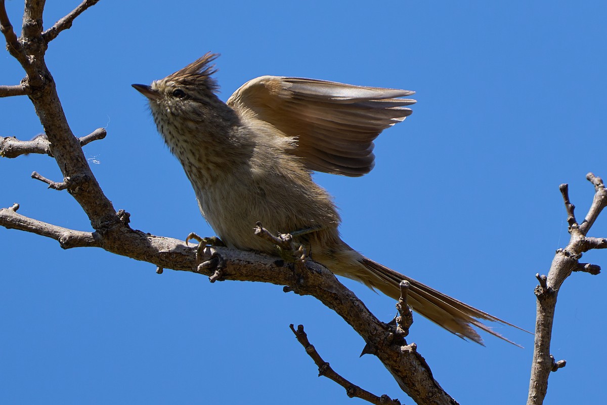 Tijeral Copetón - ML641892784