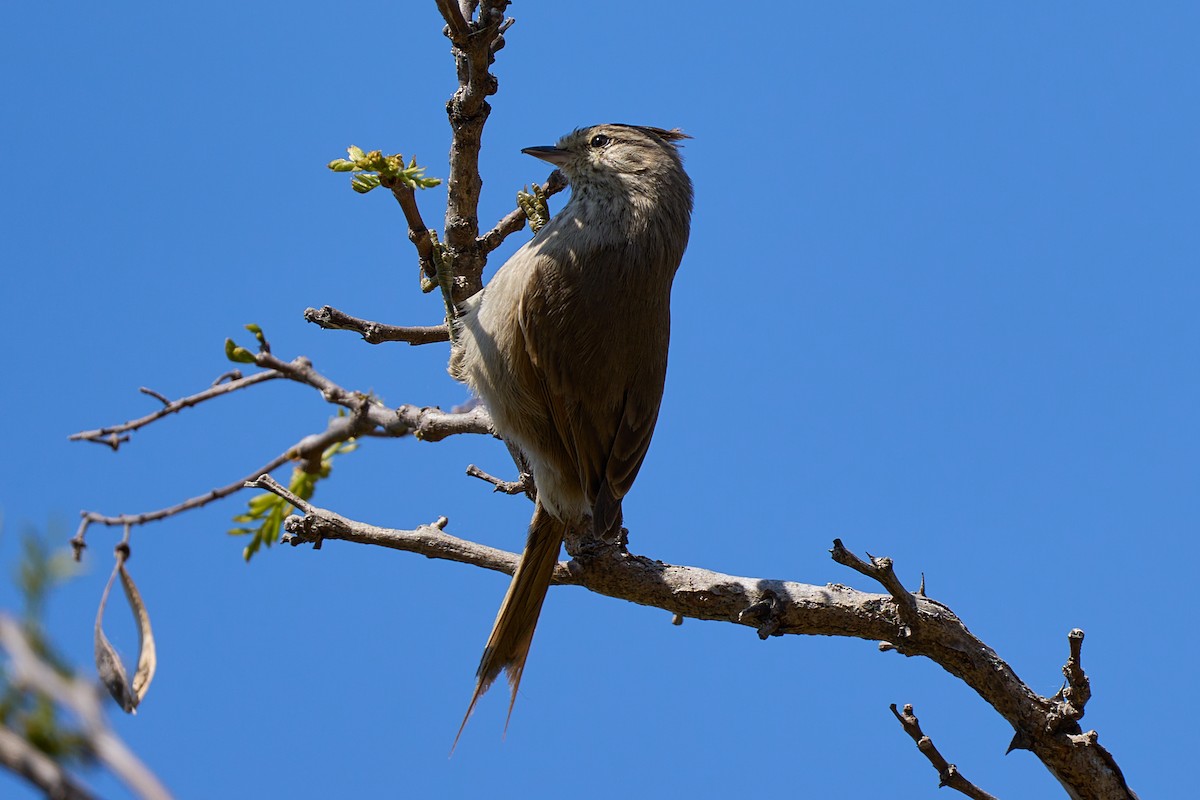 Tijeral Copetón - ML641892785