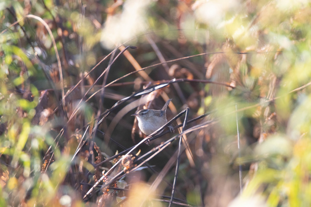 Marsh Wren - ML641892788