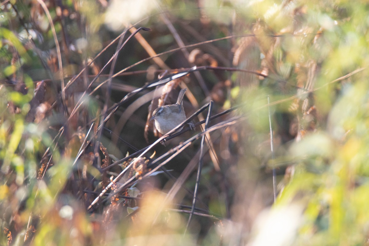 Marsh Wren - ML641892789