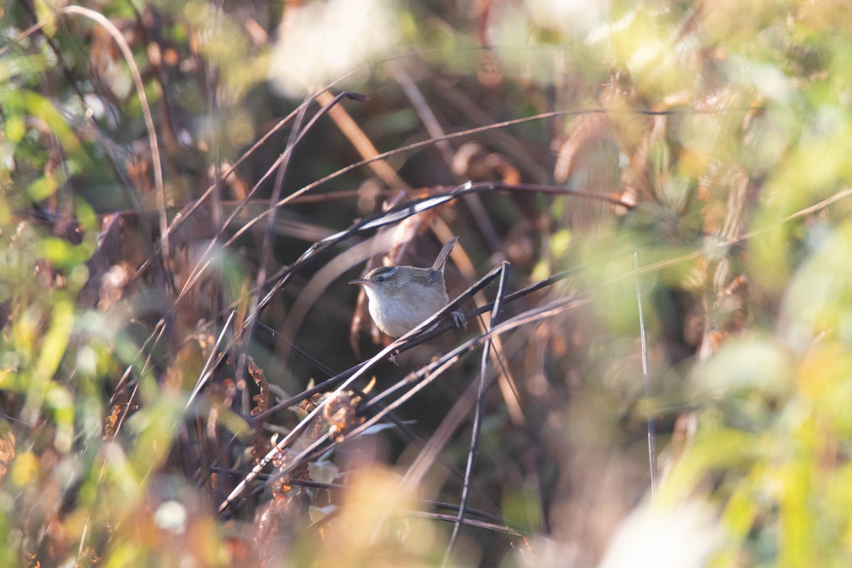 Marsh Wren - ML641892791
