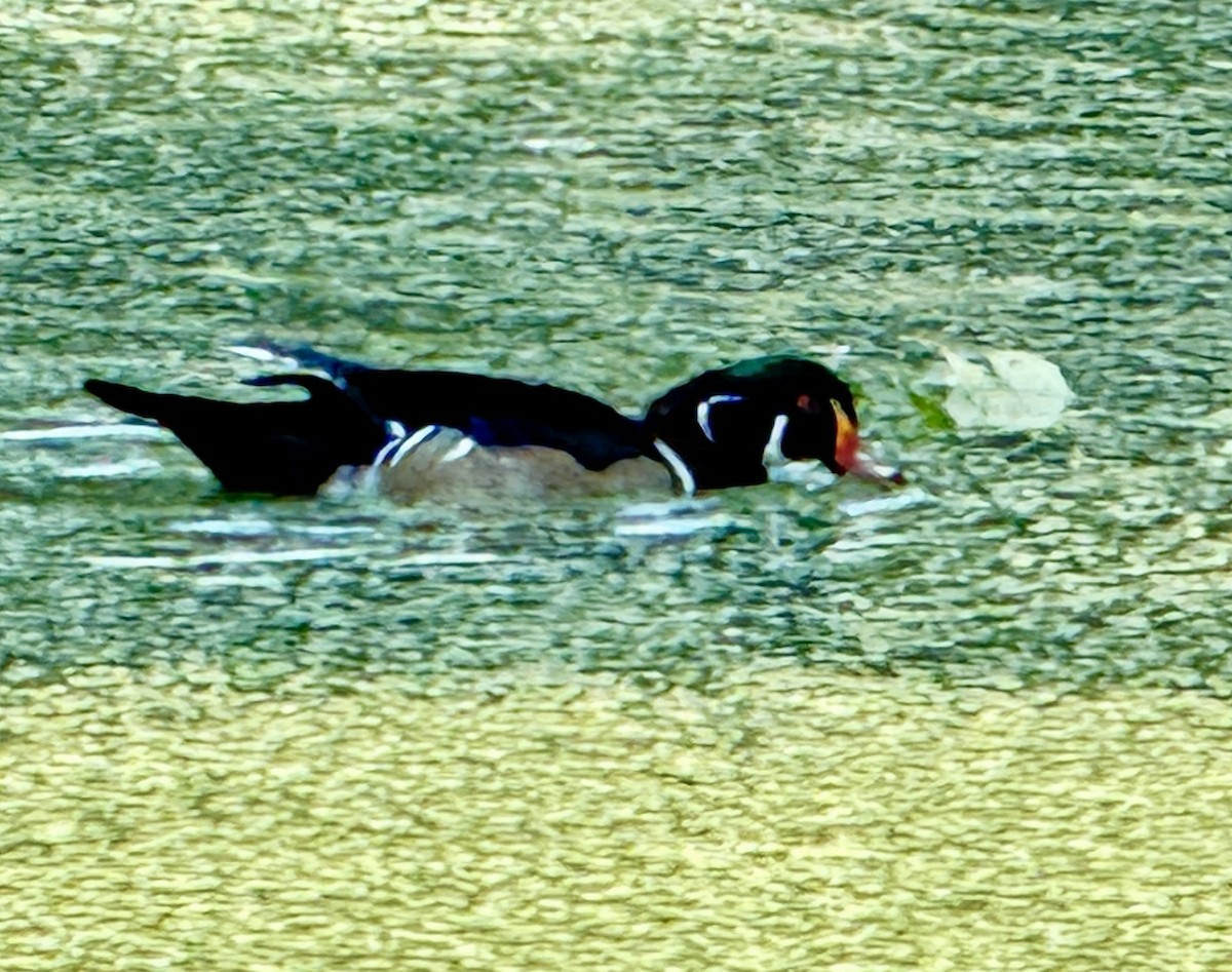 Canard branchu - ML641892800