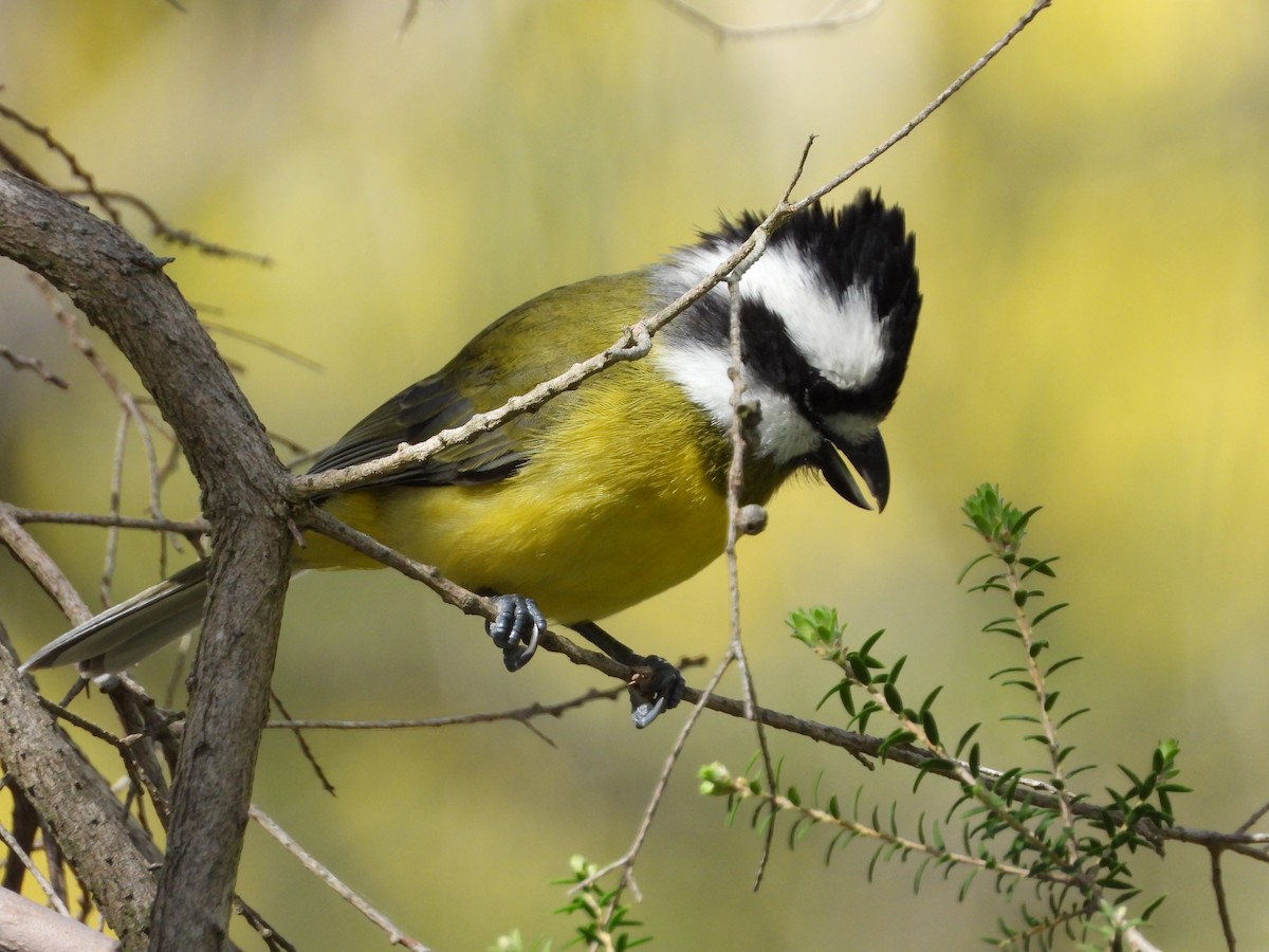 Eastern Shrike-tit - ML641892829