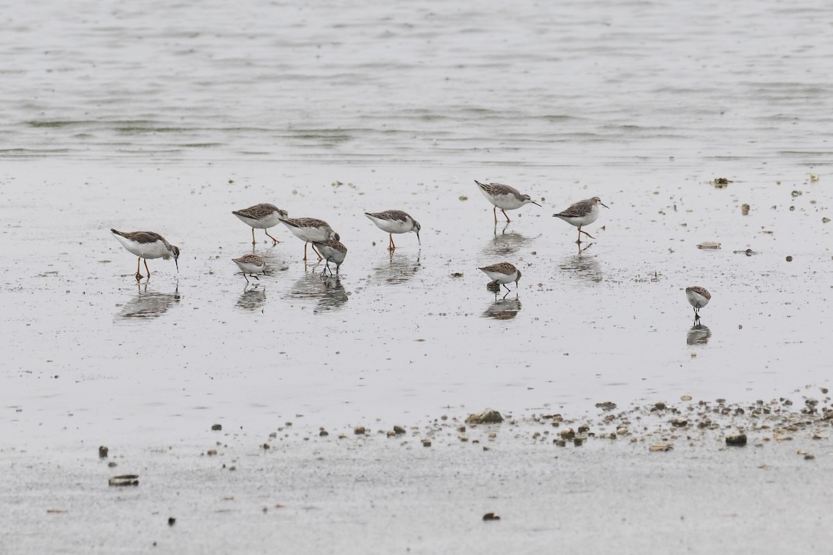 Wilson's Phalarope - ML641892832