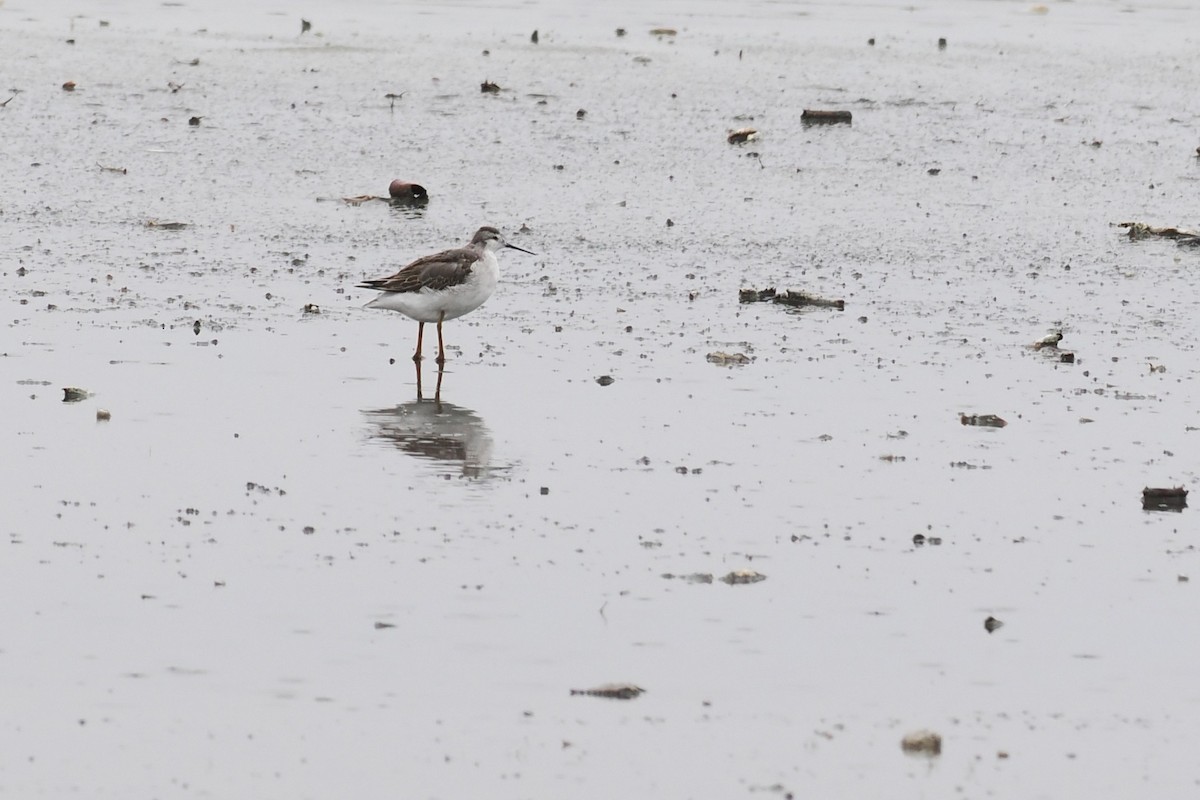 Wilson's Phalarope - ML641892833