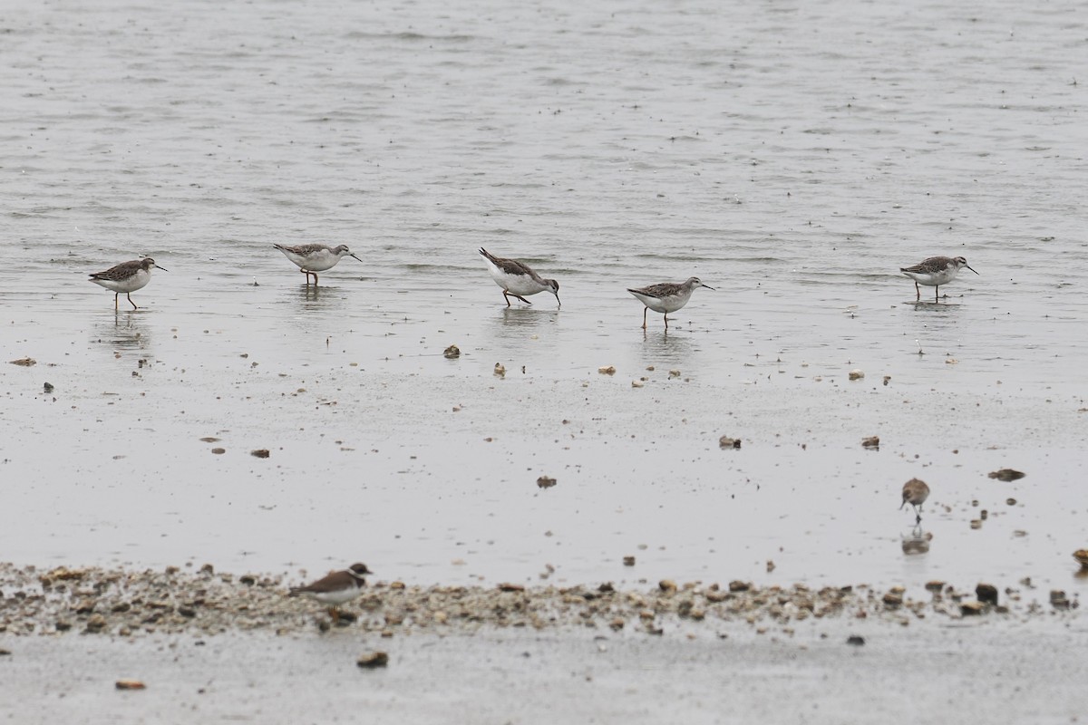 Wilson's Phalarope - ML641892834