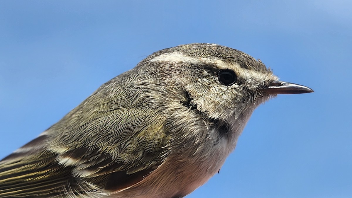 Hume's Warbler - ML641892849
