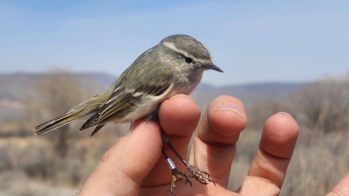 Hume's Warbler - ML641892850