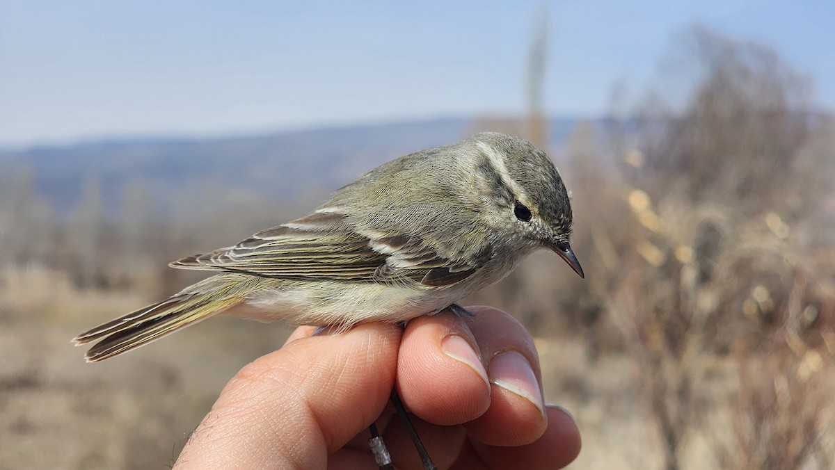 Hume's Warbler - ML641892851