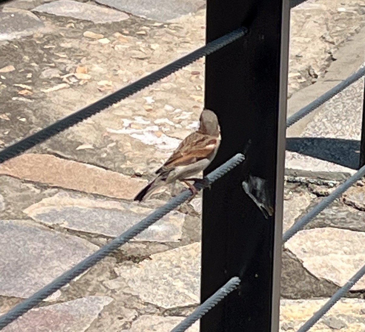 House Sparrow - ML641892871