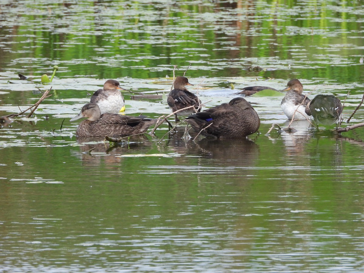 American Black Duck - ML641892886